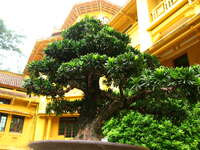 mini pine tree Hanoi, South East Asia, Vietnam, Asia