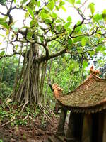 pavilion tree Hanoi, South East Asia, Vietnam, Asia