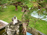 le bei bonsai Hanoi, South East Asia, Vietnam, Asia