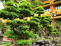 largest bonsai Hanoi, South East Asia, Vietnam, Asia
