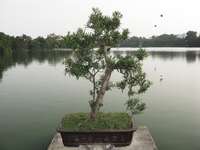 tortoise tower - bonsai Halong Bay City, Ha Noi, South East Asia, Vietnam, Asia