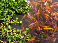 view--forbidden purple city fish pond Hue, South East Asia, Vietnam, Asia