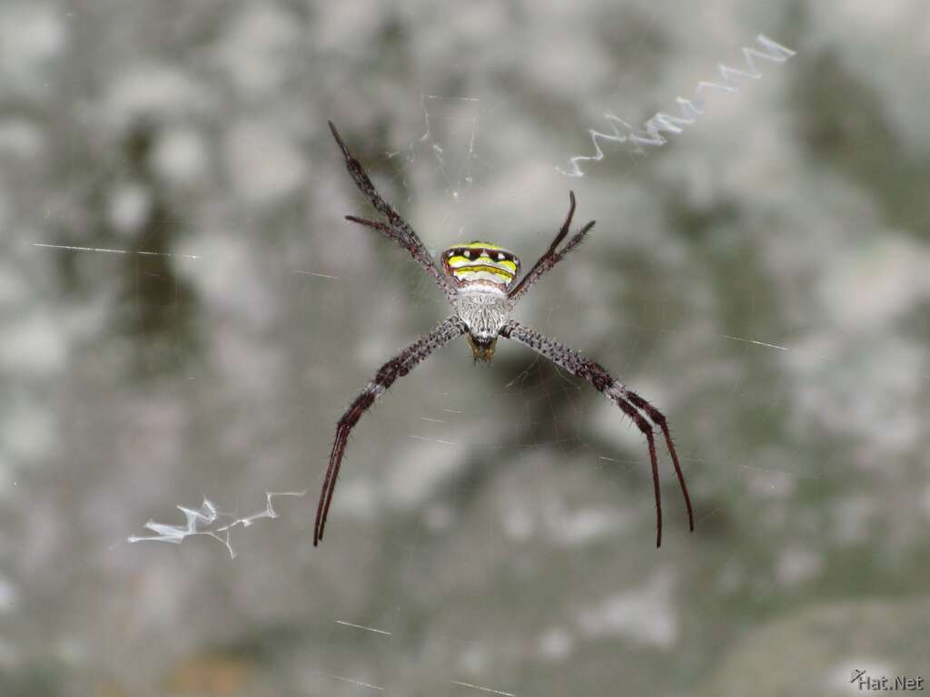 view--ta prohm spider