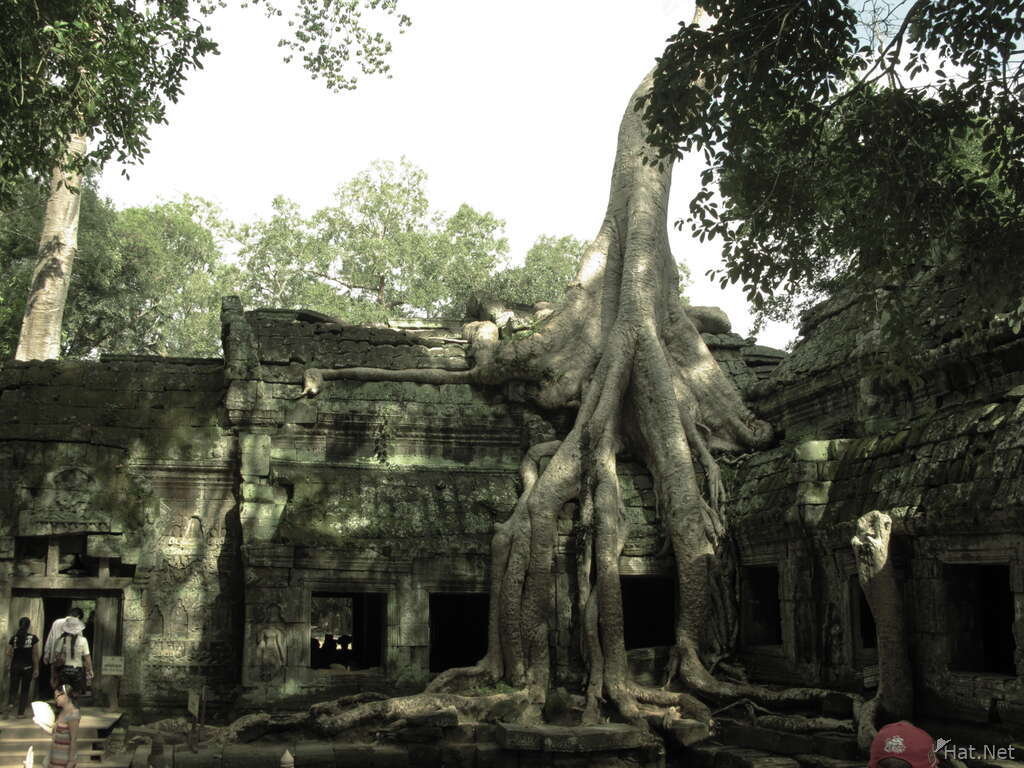 temple and roots