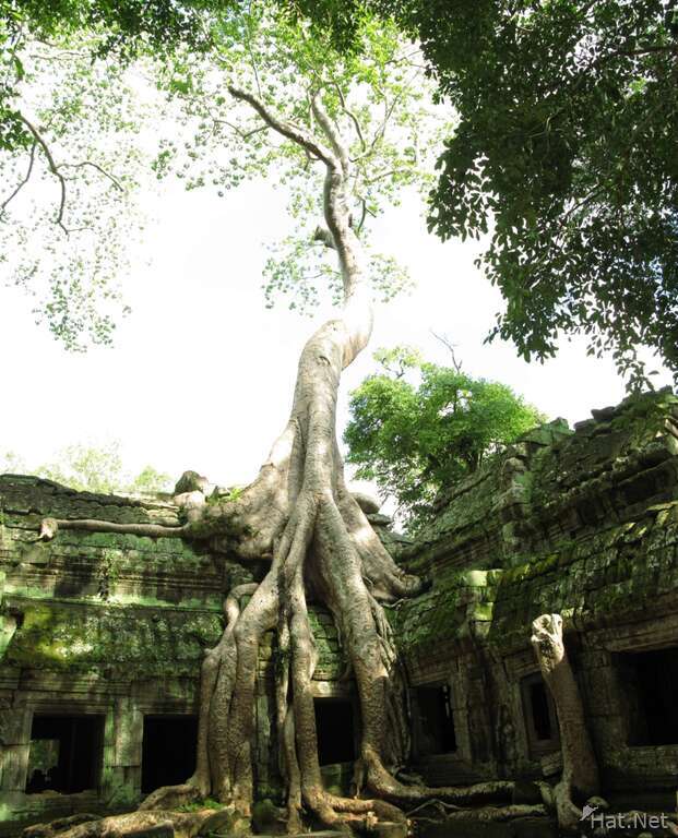 view--taprohm tree