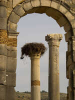 view--columns of volubilis Meknes, Moulay Idriss, Imperial City, Morocco, Africa