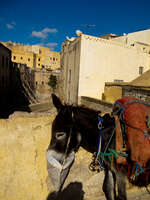 view--self feeding donkey Fez, Imperial City, Morocco, Africa