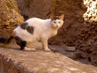 cat in guest house Marrakech, Imperial City, Morocco, Africa
