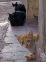 view--street cats Ouarzazate, Interior, Morocco, Africa