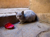 view--cat of meknes Meknes, Imperial City, Morocco, Africa