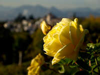 view--yellow rose of generalife Granada, Andalucia, Spain, Europe