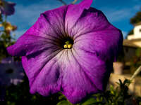 view--purple flower Granada, Andalucia, Spain, Europe