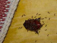 view--mortality of a beetle Merzouga, Sahara, Morocco, Africa