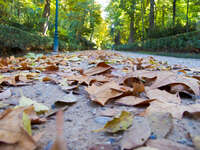 autumn leaves before washington irving Granada, Andalucia, Spain, Europe