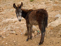 berber donkey Boumalne, Dades Valley, Morocco, Africa