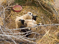 sheep home Boumalne, Dades Valley, Morocco, Africa