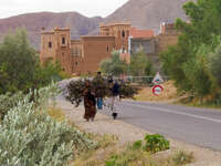 women carrying firewoods Ait Arbi, Dades Valley, Morocco, Africa