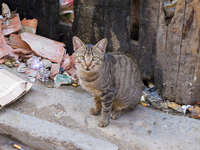 fez cat - striped hazulenut cat Fez, Imperial City, Morocco, Africa