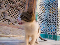moroccan cat Fez, Imperial City, Morocco, Africa