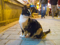 mix breed cat Fez, Imperial City, Morocco, Africa