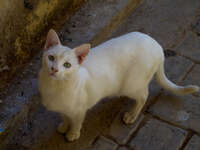 20101103114153_white_cat_staring