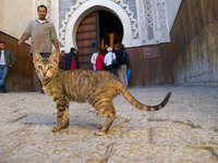 20101103135800_tiger_stripped_cat_watching_in_medina
