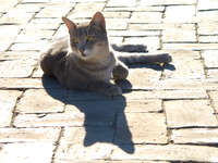 20101103153039_cat_sunbathing