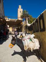 self feeding donkey Fez, Imperial City, Morocco, Africa