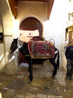 fez souks donkey Fez, Imperial City, Morocco, Africa