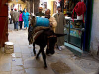 donkey carrying propane gas tank Fez, Imperial City, Morocco, Africa