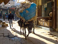 20101102141931_donkey_carrying_cotton_pack