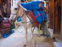 20101102172705_horse_carrying_blue_packs
