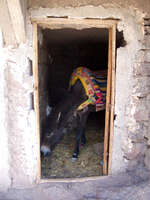 donkey in hut Marrakech, Atlas Mountains, Morocco, Africa