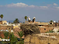 stork nest Marrakech, Imperial City, Morocco, Africa