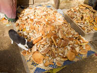 cat eating bread Meknes, Imperial City, Morocco, Africa