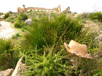 volubilis vacation hat Meknes, Moulay Idriss, Imperial City, Morocco, Africa