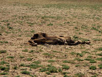 dead camel Merzouga, Sahara, Morocco, Africa