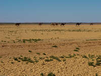 camel herd Merzouga, Sahara, Morocco, Africa