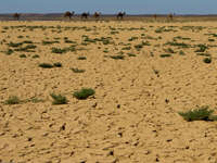camel landscape Merzouga, Sahara, Morocco, Africa