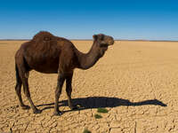 camel solo photo Merzouga, Sahara, Morocco, Africa