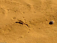 desert lizard Merzouga, Sahara, Morocco, Africa