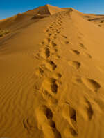 erg chebbi footprints Merzouga, Sahara, Morocco, Africa
