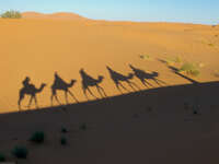 camel shadows Merzouga, Sahara, Morocco, Africa