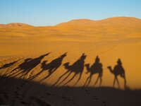 shadow of camel train Merzouga, Sahara, Morocco, Africa