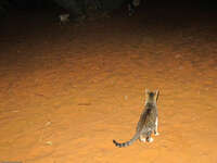 cat of sahara Merzouga, Sahara, Morocco, Africa