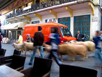sheep moving festival Tangier, Mediterranean, Morocco, Africa