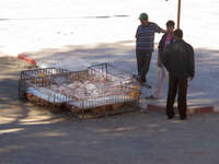 chicken seller Tinhir, Merzouga, Todra Gorge, Morocco, Africa