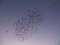 swarm of flying Seville, El Rocio, Andalucia, Spain, Europe