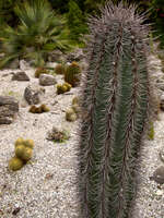 20101107134302_plants_of_the_sonoran_desert