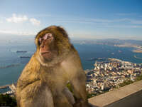 papa monkey margarita Tangier, Algeciras, Gibraltar, Mediterranean Coast, Cadiz, Morocco, Spain, Gibraltar, Africa, Europe